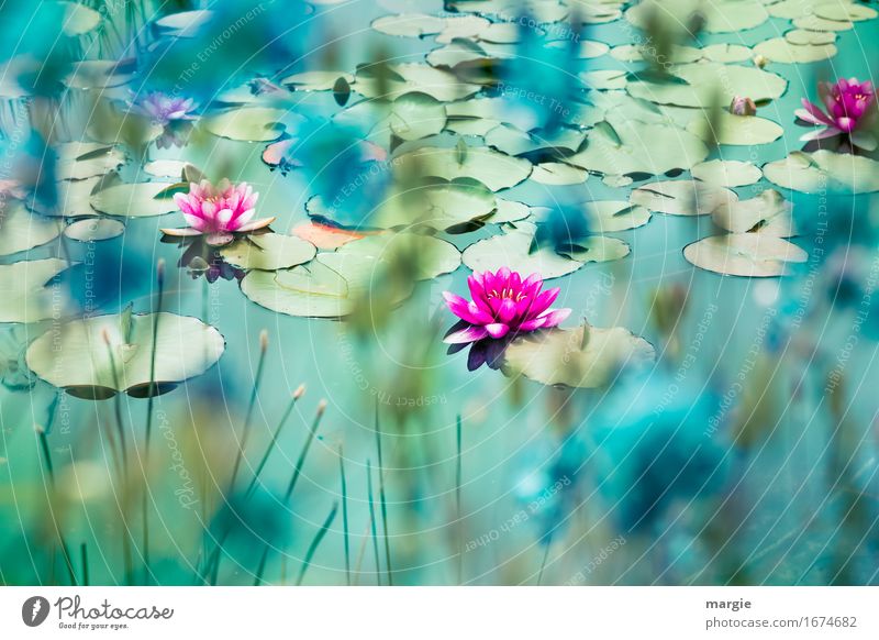 Wunderschöne Seerosen  auf einem Teich Natur Pflanze Blume Rose Garten Bach Fluss rosa türkis Seerosenblatt Seerosenteich Teichufer Wasser Schwimmen & Baden