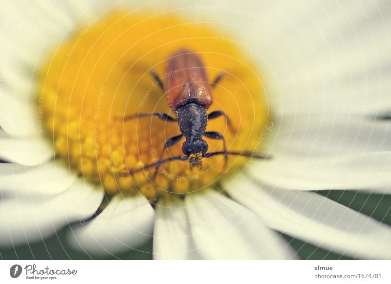 Karl im Paradies Umwelt Natur Pflanze Tier Sommer Blüte Margerite Blütenblatt Käfer Weichkäfer Fühler Sonne beobachten Duft frei Glück klein nah gelb