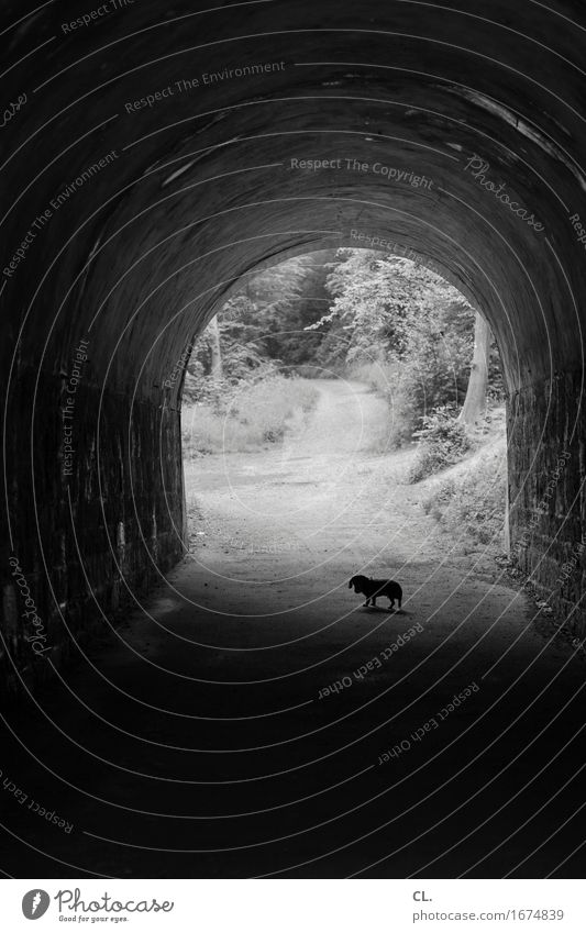 im tunnel Wald Tunnel Wege & Pfade Tier Haustier Hund Dackel 1 gehen dunkel Ziel Spaziergang Spazierweg Flucht Schwarzweißfoto Außenaufnahme Menschenleer