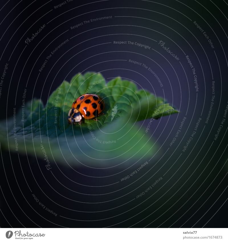 Vielpunkt harmonisch Wohlgefühl Sinnesorgane ruhig Natur Pflanze Tier Frühling Sommer Blatt Wildtier Käfer vielpunkt Marienkäfer Insekt nützlich 1 krabbeln
