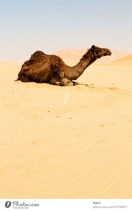 Oman leeres Viertel der Wüste ein freies Ferien & Urlaub & Reisen Safari Natur Tier Sand Himmel Hügel heiß wild braun grau schwarz weiß Asien Arabien trocken