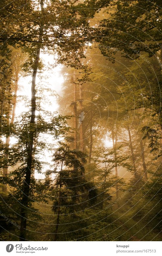 golden forest Umwelt Natur Pflanze Urelemente Nebel Baum Wald außergewöhnlich bedrohlich dunkel braun grün geheimnisvoll Märchenwald Zauberwald unheimlich