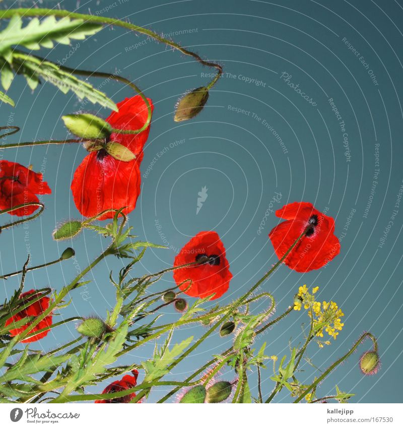 John McCrae: In Flanders Fields (1915) Froschperspektive Umwelt Natur Landschaft Pflanze Tier Luft Himmel Blume Gras Blüte Grünpflanze Nutzpflanze Wildpflanze