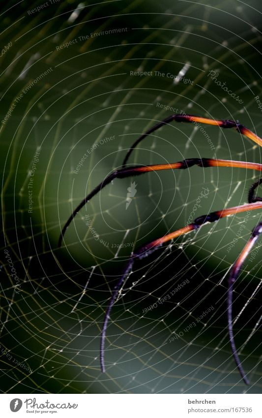 das paradies kann auch anders Insel Baum Sträucher Spinne krabbeln laufen schreien Angst Entsetzen Todesangst gefährlich Seychellen La Digue Schock Beine