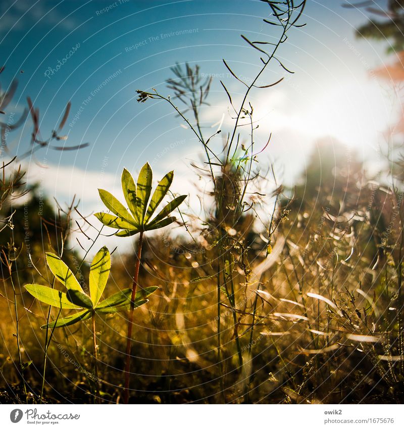 Junge Lupine Umwelt Natur Landschaft Himmel Wolken Schönes Wetter Pflanze Sträucher Blatt Nutzpflanze Wildpflanze Lupinenblatt Unkraut Wachstum authentisch