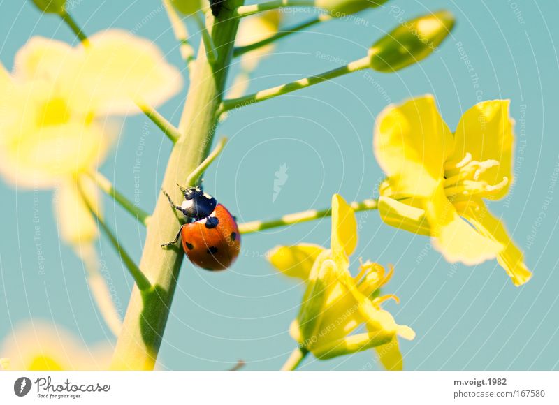 Marienkäfer IV Farbfoto Nahaufnahme Detailaufnahme Makroaufnahme Starke Tiefenschärfe Natur Pflanze Tier Wolkenloser Himmel Frühling Sommer Blüte Raps Käfer 1