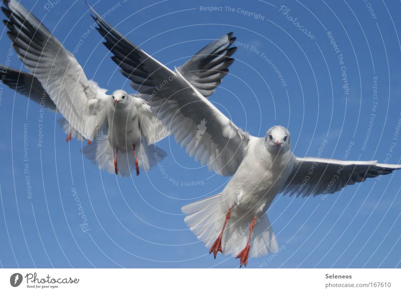 im Anflug Tier Wildtier Vogel Flügel Möwe 2 fliegen Zusammensein blau weiß Farbfoto Außenaufnahme Tag Tierporträt Blick in die Kamera