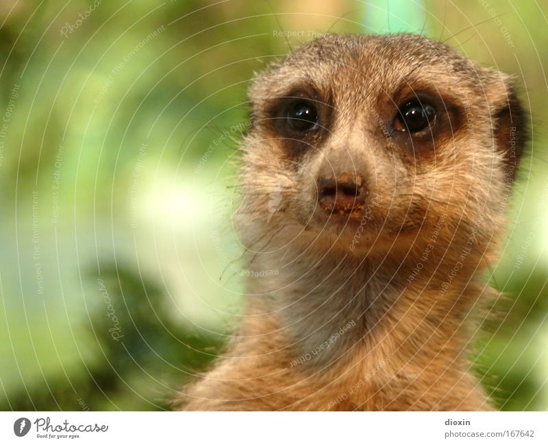 Schaun mer mal... (Suricata suricatta) Farbfoto Menschenleer Textfreiraum links Schwache Tiefenschärfe Tierporträt Blick nach vorn Umwelt Natur Erde Wildtier