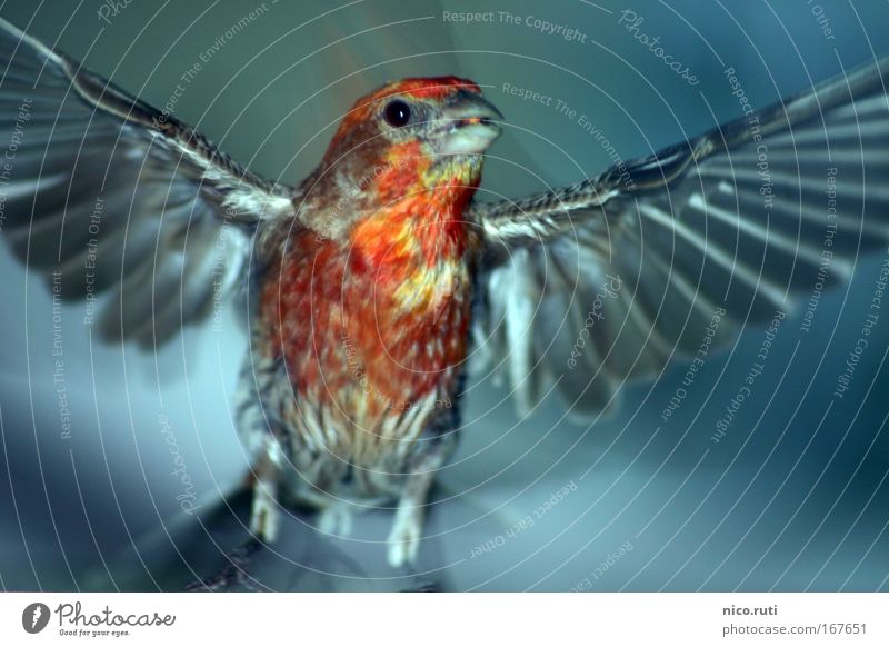 Balkon-Phönix Dämmerung Bewegungsunschärfe Blick in die Kamera Luft Vogel Flügel fliegen Neugier niedlich Angst Hausgimpel Carpodacus mexicanus flüchten Flucht