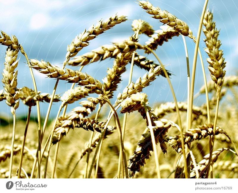 Euer Ähren Sommer gelb reif Korn Getreide Ernte