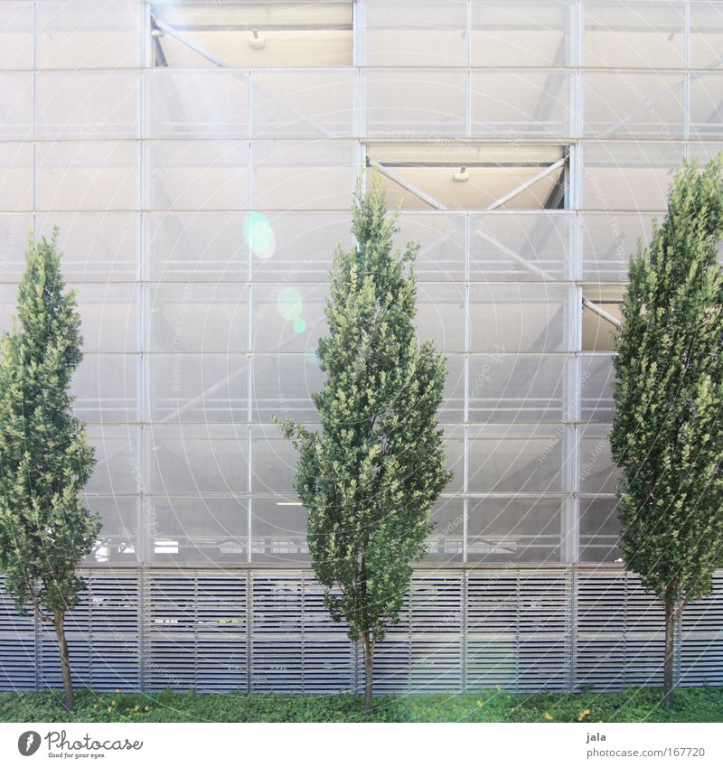 [PC-Usertreff Ffm]: Junges Grün Farbfoto Außenaufnahme Menschenleer Tag Lichterscheinung Sonnenlicht Frühling Pflanze Baum Efeu Grünpflanze Bauwerk Gebäude