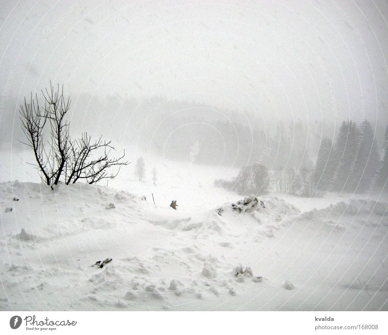 Winter Schwarzweißfoto Außenaufnahme Menschenleer Tag Zentralperspektive Erholung ruhig Schnee Winterurlaub wandern Natur Landschaft Schneefall Sträucher
