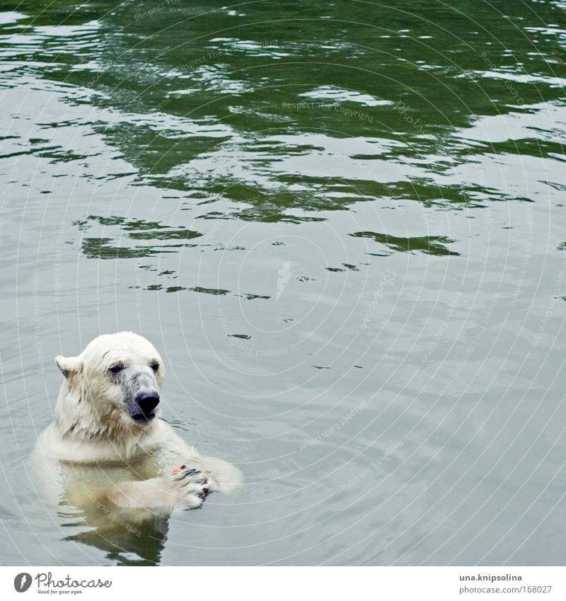 tu mal lieber die möhrchen Zoo Wasser Klimawandel Schnee Tier Wildtier 1 Fressen Eisbär Nordpol Polarkreis Bär Schwimmen & Baden Farbfoto Außenaufnahme