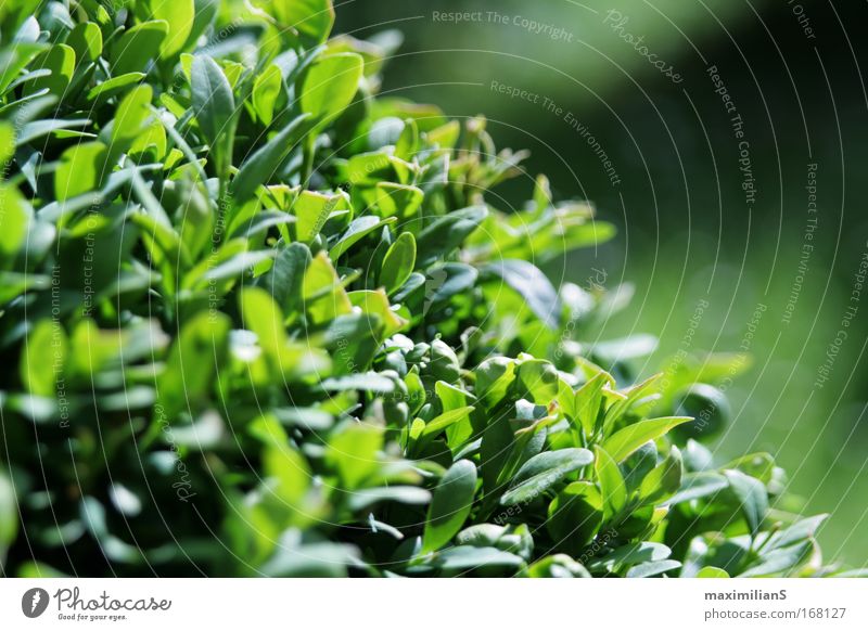 Der grüne Busch Farbfoto Außenaufnahme Nahaufnahme Makroaufnahme Strukturen & Formen Menschenleer Textfreiraum rechts Textfreiraum oben Tag Sonnenlicht