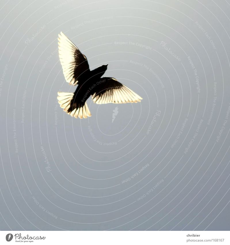 Superstar -75- Außenaufnahme Textfreiraum unten Silhouette Gegenlicht Natur Tier Luft Himmel Wolkenloser Himmel Vogel Flügel 1 fliegen Glück blau