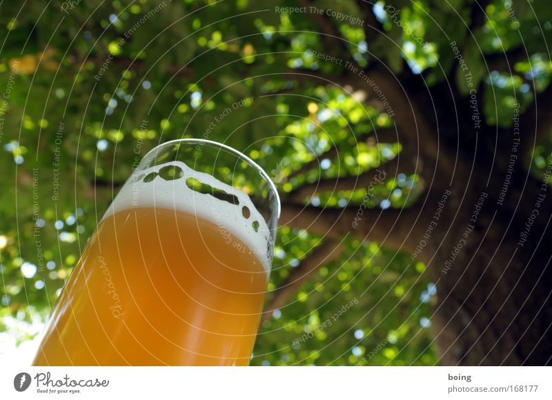unterm Tisch liegen Sonnenlicht Froschperspektive Getränk Erfrischungsgetränk Alkohol Bier Veranstaltung Natur Frühling Sommer Schönes Wetter Park Terrasse