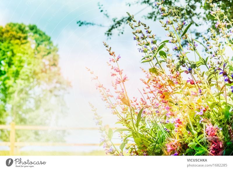 Garten oder Park Hintergrund mit rosa Blumen und