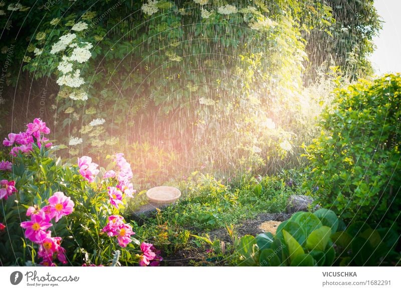 Regen mit Sonnenlicht im Sommergarten Lifestyle Design Garten Natur Landschaft Pflanze Sonnenaufgang Sonnenuntergang Frühling Schönes Wetter Blume Gras