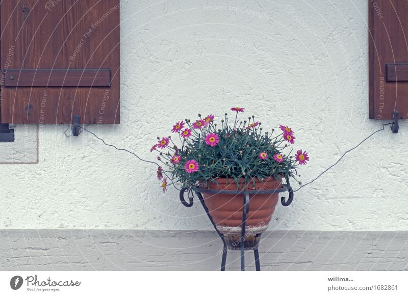 Anhänglichkeit Blumentopf Fensterladen Wand Draht Sicherheit befestigen doppelt gesichert Absicherung Pflanze ländlich