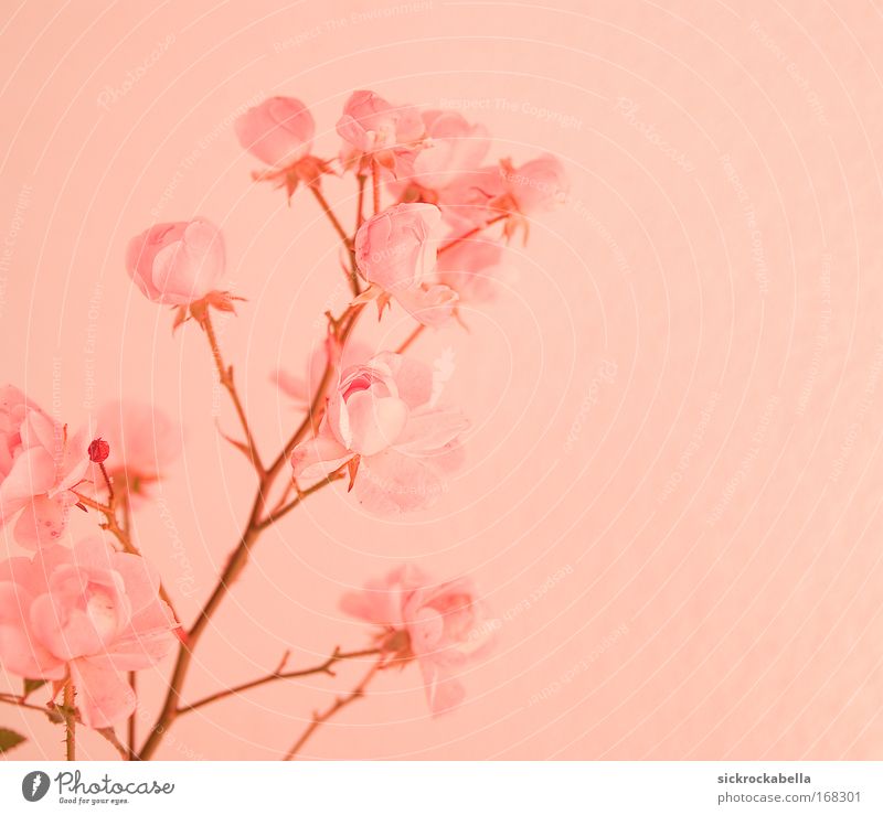 sanftes rosa Farbfoto Gedeckte Farben Menschenleer Textfreiraum rechts Hintergrund neutral Kunstlicht Pflanze Rose Blüte Vertrauen Romantik trösten Blume ruhig