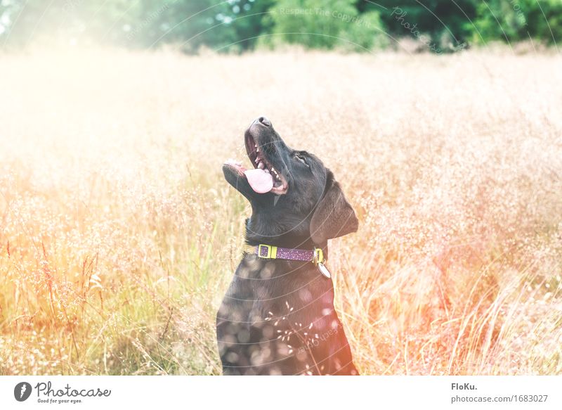 Aw, yiss! Summertime! Natur Pflanze Tier Sonne Sonnenlicht Sommer Schönes Wetter Gras Sträucher Wiese Feld Haustier Hund 1 Tierjunges Fröhlichkeit positiv Wärme