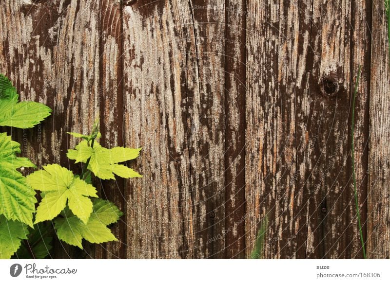 Griechischer Wein Umwelt Natur Pflanze Blatt Nutzpflanze Mauer Wand Holz Wachstum alt authentisch einfach braun grün Zufriedenheit nachhaltig Holzwand