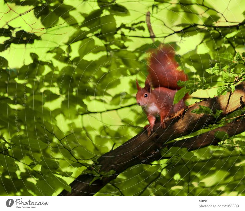 Auf´m Sprung Umwelt Natur Pflanze Tier Baum Wildtier Eichhörnchen 1 beobachten warten klein niedlich grün rot Tierliebe Neugier Ast Nagetiere Tierporträt Geäst