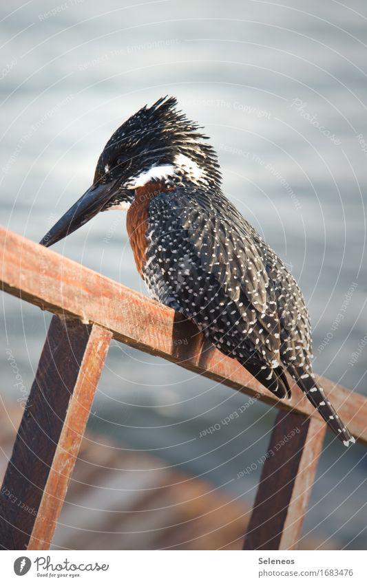 Giant Kingfisher Ferien & Urlaub & Reisen Ausflug Umwelt Natur Küste See Tier Wildtier Vogel Eisvögel 1 nah Farbfoto Außenaufnahme Tierporträt