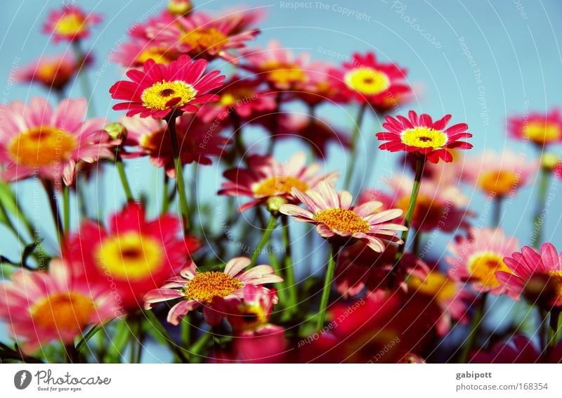 ein strauss buntes Pflanze Schönes Wetter Blume Blüte Gänseblümchen Park Wiese außergewöhnlich Duft exotisch Freundlichkeit Fröhlichkeit Glück schön Kitsch