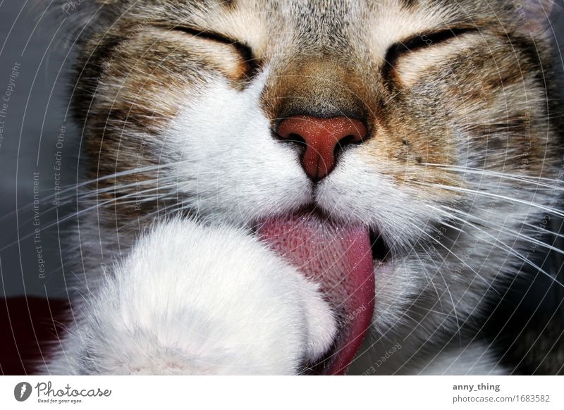 Sweet Kitty Tier Haustier Katze 1 Freude Glück Zufriedenheit Farbfoto Innenaufnahme Nahaufnahme Tag Tierporträt Blick nach vorn geschlossene Augen