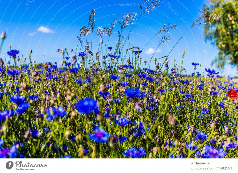Kornblumen Natur Landschaft Pflanze Sommer Schönes Wetter Blume Feld Zufriedenheit Warmherzigkeit Gelassenheit ruhig blau Dorf Mecklenburg-Vorpommern