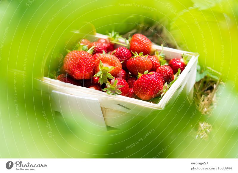 Erntefrisch II Lebensmittel Frucht Erdbeeren Vegetarische Ernährung Gesundheit lecker saftig süß grün rot weiß Korb Sommer Blatt Blätterdach Plantage Feld