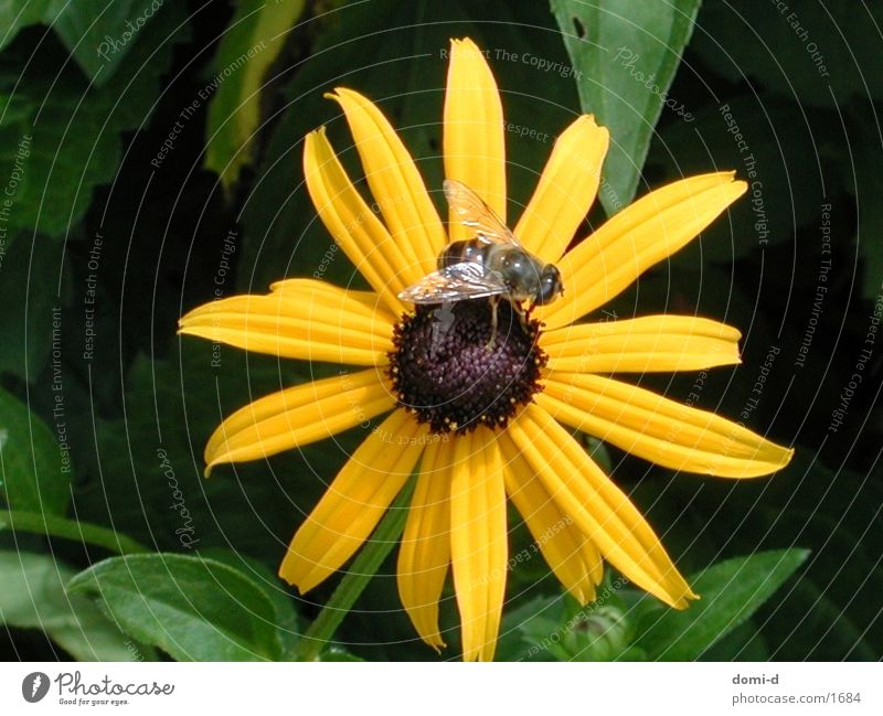 Blume & Biene Tier Insekt Schweiz Sommer Frühling gelb Natur