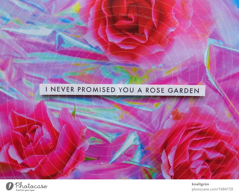 I NEVER PROMISED YOU A ROSE GARDEN Pflanze Rose Schriftzeichen Schilder & Markierungen Kommunizieren eckig rosa schwarz silber weiß Gefühle Stimmung Akzeptanz