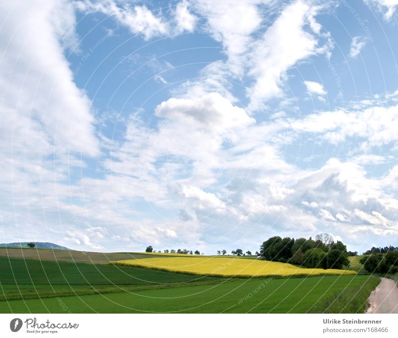 Weiter Wolkenhimmel über Rapsfeld und Wald im Frühling Farbfoto Außenaufnahme Menschenleer Tag Sinnesorgane Ausflug Umwelt Natur Landschaft Pflanze Luft Himmel
