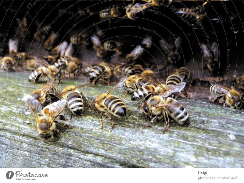 viele Honigbienen an einem Bienenstock Farbfoto Gedeckte Farben Außenaufnahme Nahaufnahme Menschenleer Textfreiraum unten Tag Schatten Zentralperspektive Natur