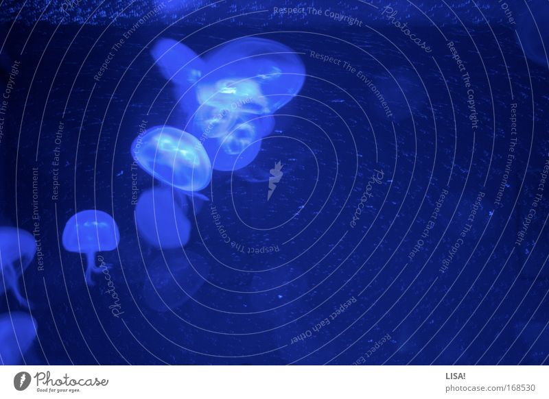 jellyfish Wasser Tier Wildtier Qualle Tiergruppe Tierjunges ästhetisch außergewöhnlich Flüssigkeit nass blau fließen Im Wasser treiben Farbfoto Innenaufnahme