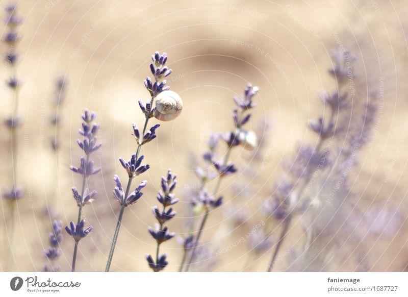 Lavendelschnecke Umwelt Natur Erde Schönes Wetter heiß hell Lavendelfeld Schnecke violett Wärme Südfrankreich Provence Duft Romantik hellbraun Zweig Blüte