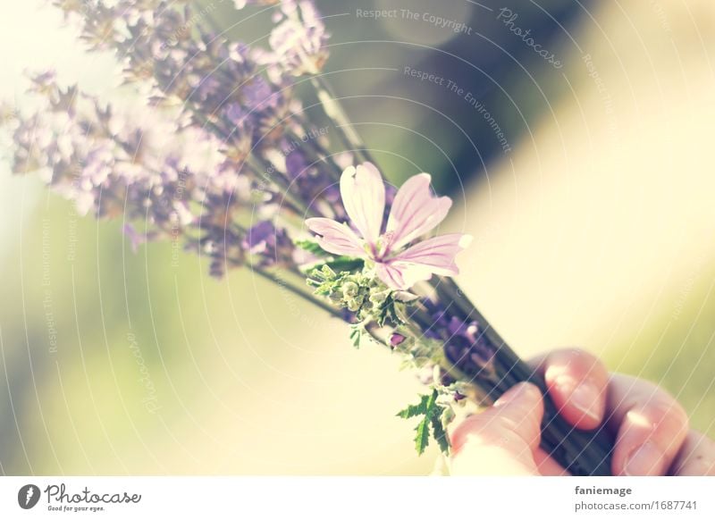 congrats Natur Schönes Wetter Feld Feste & Feiern Gratulation Freude Lavendel Lavendelstrauß Blumenstrauß Strauß violett Lavendelfeld Provence Hand Blüte