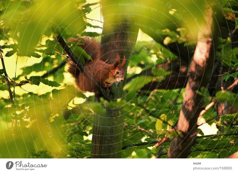 Chamäleon Umwelt Natur Landschaft Pflanze Tier Baum Wildtier Eichhörnchen 1 beobachten klein natürlich niedlich grün Nagetiere Versteck Tarnung Blätterdach