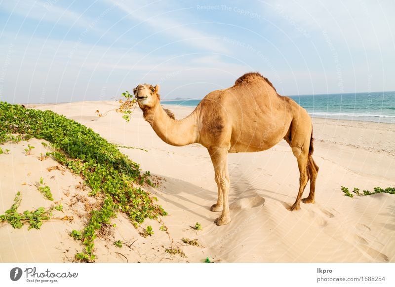 Wüste ein freies Dromedar in der Nähe des Meeres Ferien & Urlaub & Reisen Safari Sommer Strand Natur Pflanze Tier Sand Himmel heiß wild braun grau schwarz weiß