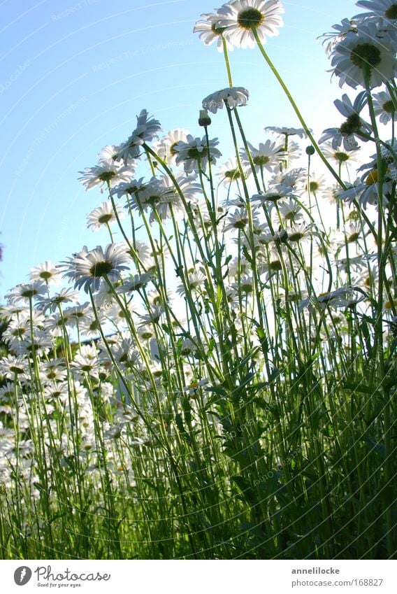 Margeritenwiese Außenaufnahme Hintergrund neutral Tag Gegenlicht Froschperspektive Natur Pflanze Himmel Sonne Sommer Schönes Wetter Blume Blüte Wildpflanze Park