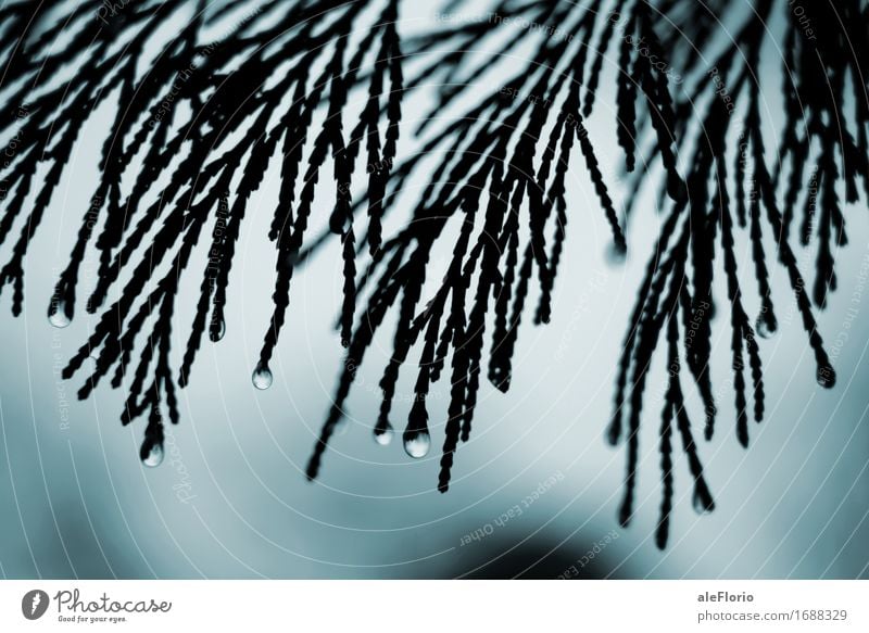 Regentropfen Natur Pflanze Wassertropfen Winter schlechtes Wetter Baum Blatt Park Wald Tropfen gruselig kalt trist blau schwarz türkis friedlich Traurigkeit