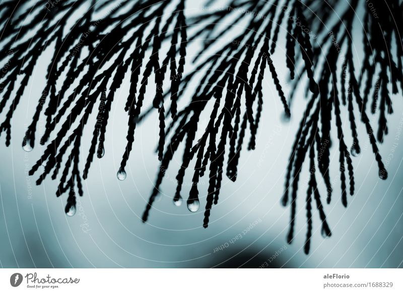 Regentropfen Natur Pflanze Wassertropfen Winter schlechtes Wetter Baum Blatt Park Wald Tropfen gruselig kalt trist blau schwarz türkis friedlich Traurigkeit