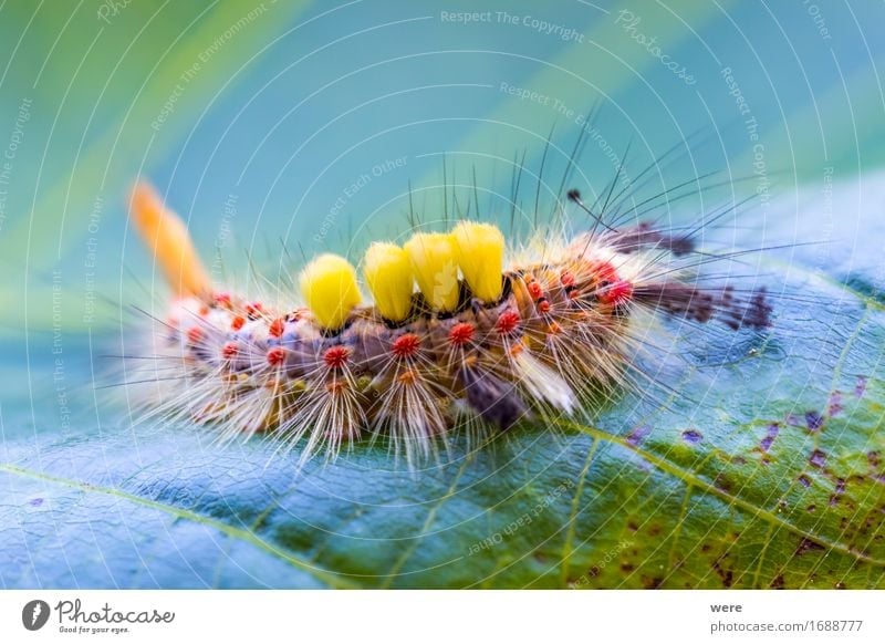 Besenmonster Natur Tier Schmetterling Schlange Fell 1 exotisch fantastisch gruselig Umweltschutz Biotop Flora und Fauna Insekt Kleiner Bürstenspinner Motte