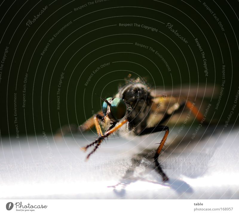 Einhorn Farbfoto Makroaufnahme Menschenleer Textfreiraum oben Schatten Tierporträt Halbprofil Wildtier Fliege Insekt 1 atmen beobachten Bewegung fliegen