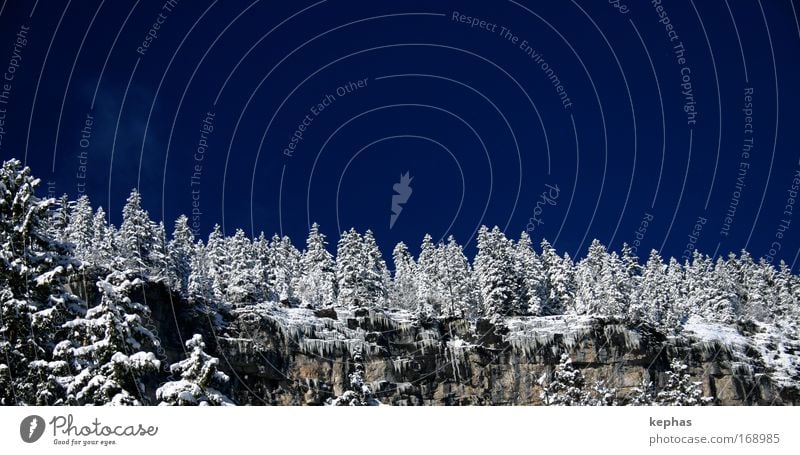 Zauberwald Farbfoto Außenaufnahme Menschenleer Textfreiraum oben Tag Landschaft Himmel Wolkenloser Himmel Winter Schönes Wetter Eis Frost Schnee Baum Wald