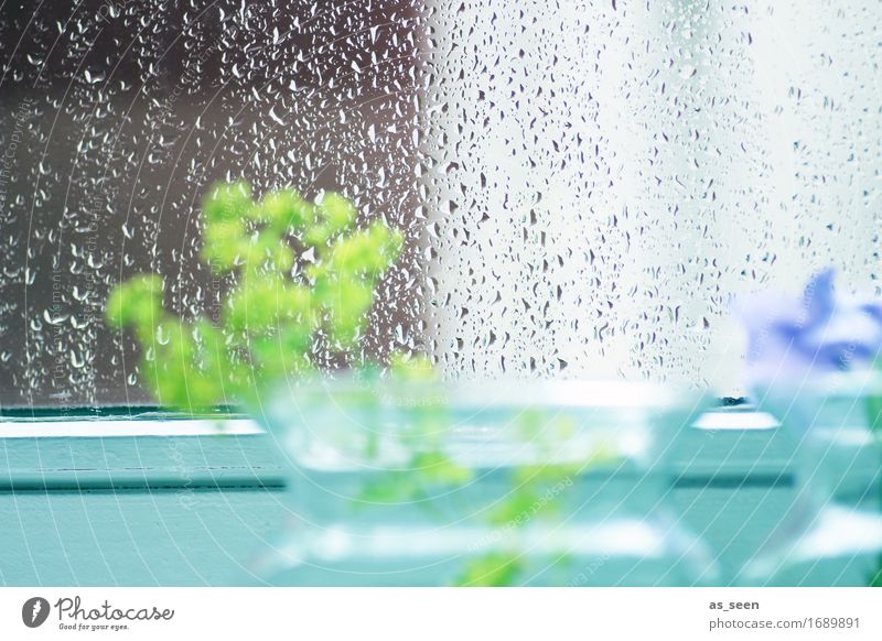 Sommerregen harmonisch ruhig Natur Wasser Wassertropfen Frühling Wetter Regen Blume Fenster Dekoration & Verzierung Vase Glas Tropfen glänzend warten ästhetisch