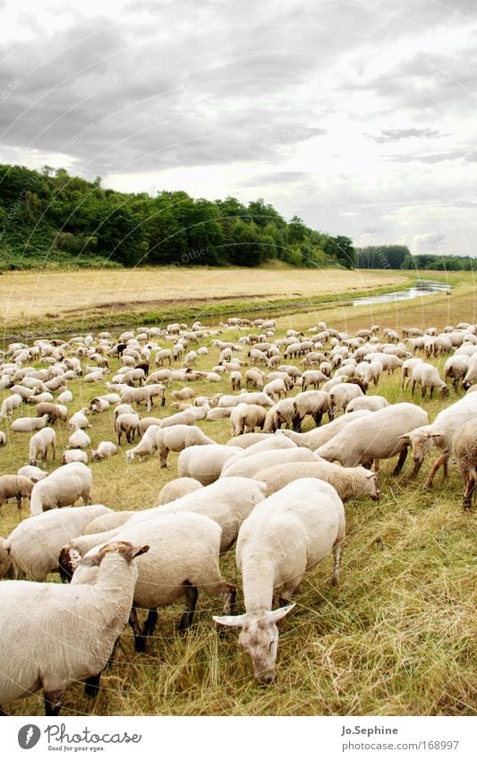 Öko-Rasenmääääher Schafherde Herde Haustier Nutztier Tiergruppe Weide Wiese Natur Landschaft Schafswolle Schurwolle Wolle Landwirtschaft