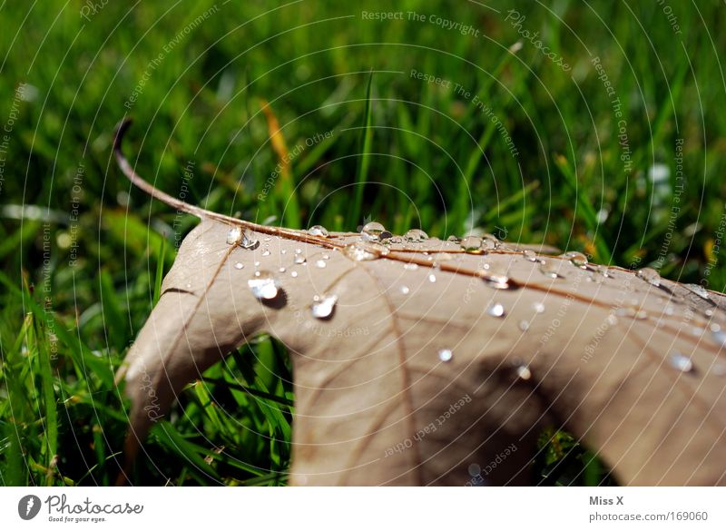 Morgentau Außenaufnahme Detailaufnahme Menschenleer Natur Herbst Regen Gewitter Gras Garten Park nass Vergänglichkeit Blatt Wassertropfen tropfend Spaziergang